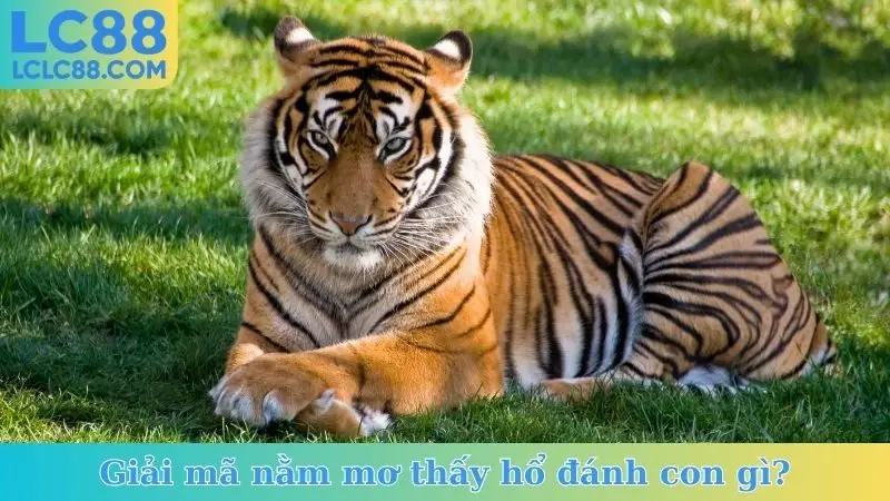Giải mã nằm mơ thấy hổ đánh con gì?