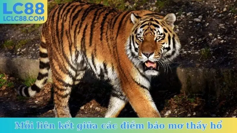 Mỗi liên kết giữa các điềm báo mơ thấy hổ