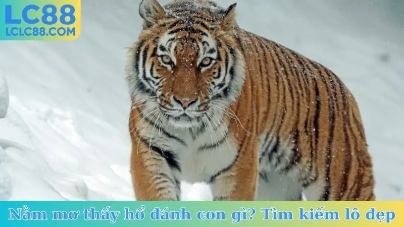 Nằm mơ thấy hổ đánh con gì? Tìm kiếm lô đẹp