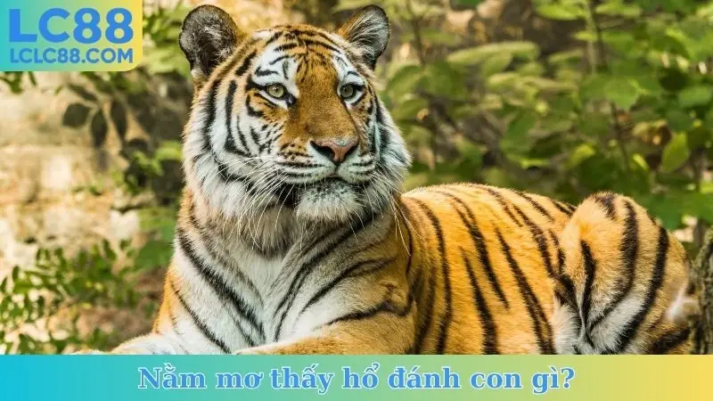 Nằm Mơ Thấy Hổ Đánh Con Gì