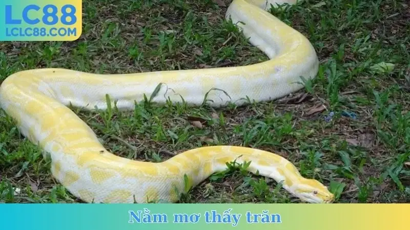 Nằm Mơ Thấy Trăn